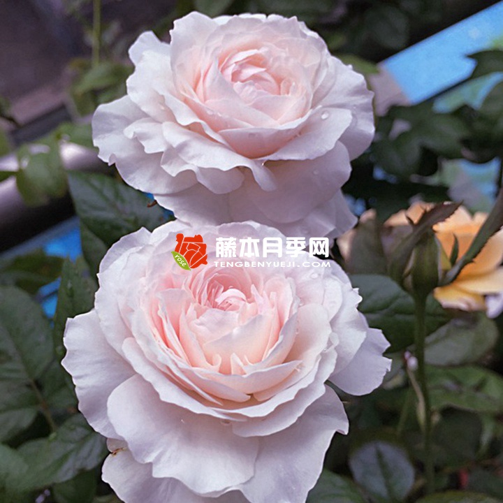 罗莎琳达Rosalind 罗莎琳达Rosalind