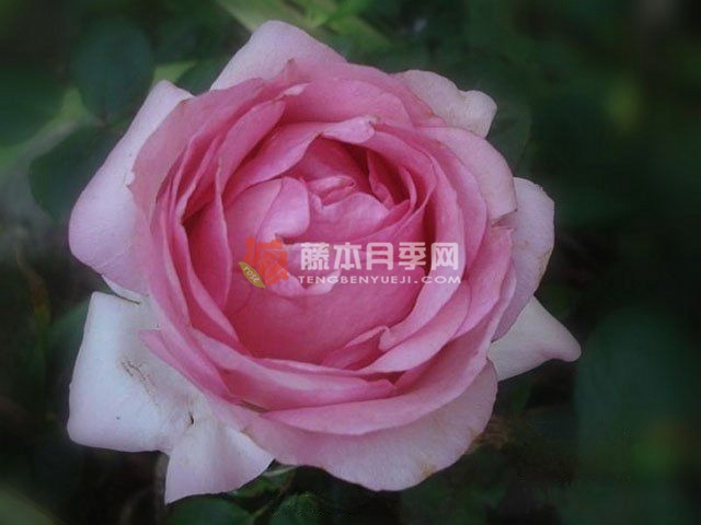 历史/麦迪逊月季 历史/麦迪逊月季