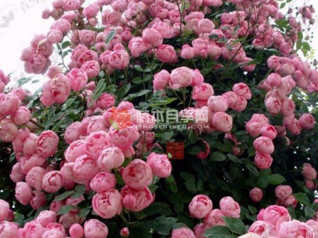 强盗骑士月季 强盗骑士月季