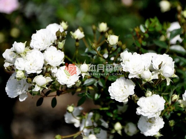 雪光月季的优缺点分析 雪光月季的优缺点分析