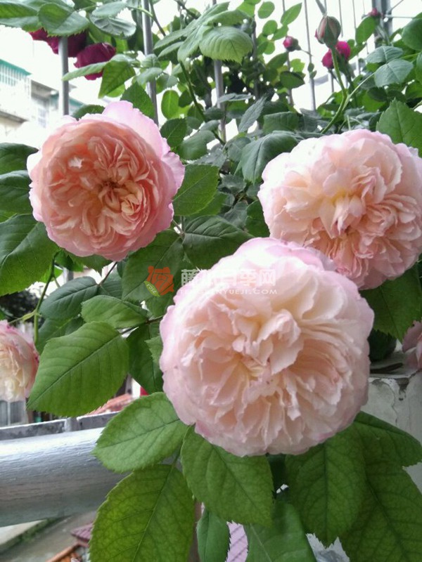 极光咏叹调月季 极光咏叹调月季