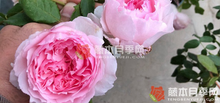 没有病虫害的月季品种(没有病虫害的月季品种都有哪些) 没有病虫害的月季品种(没有病虫害的月季品种都有哪些)
