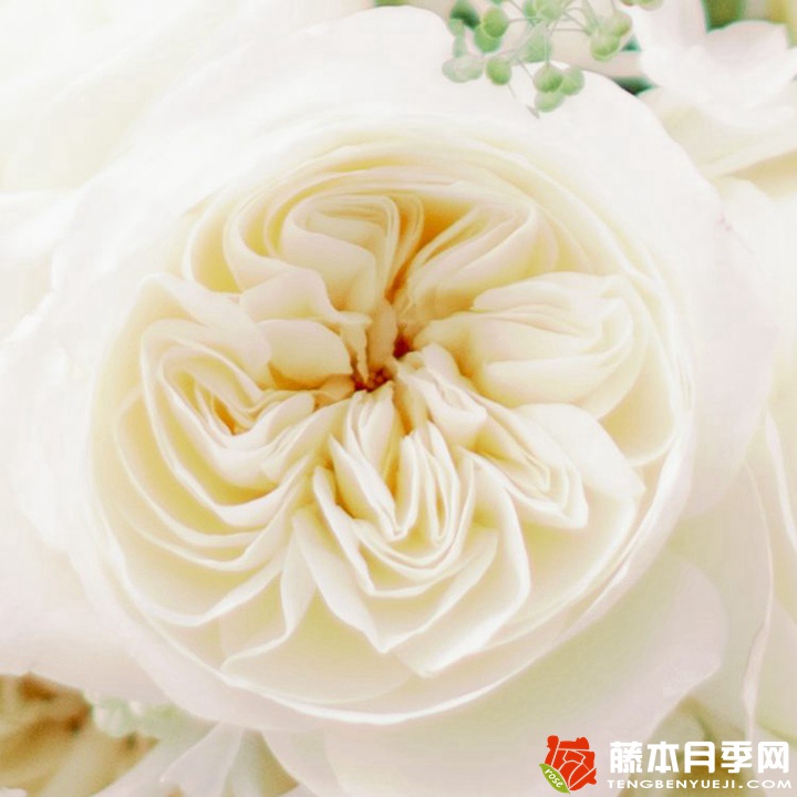 妮罗娜Leonora 妮罗娜Leonora