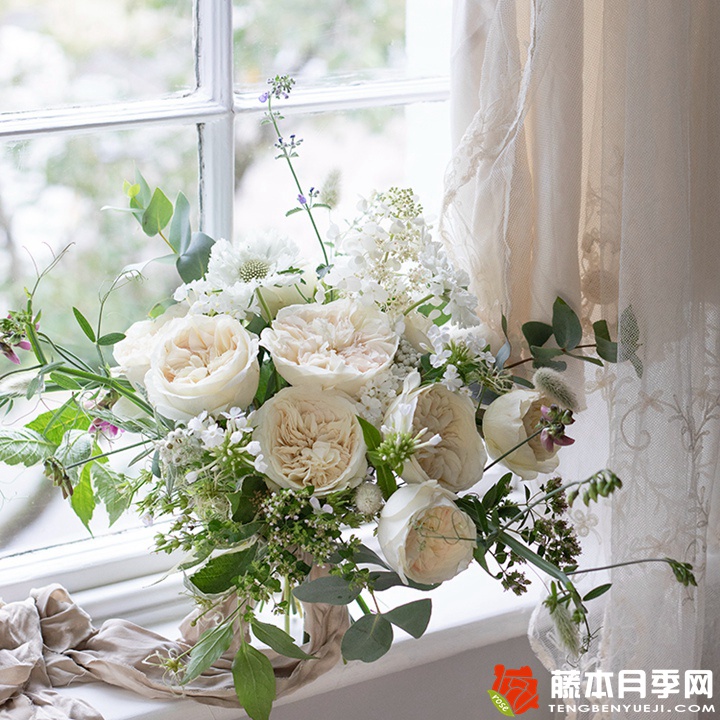 妮罗娜Leonora 妮罗娜Leonora