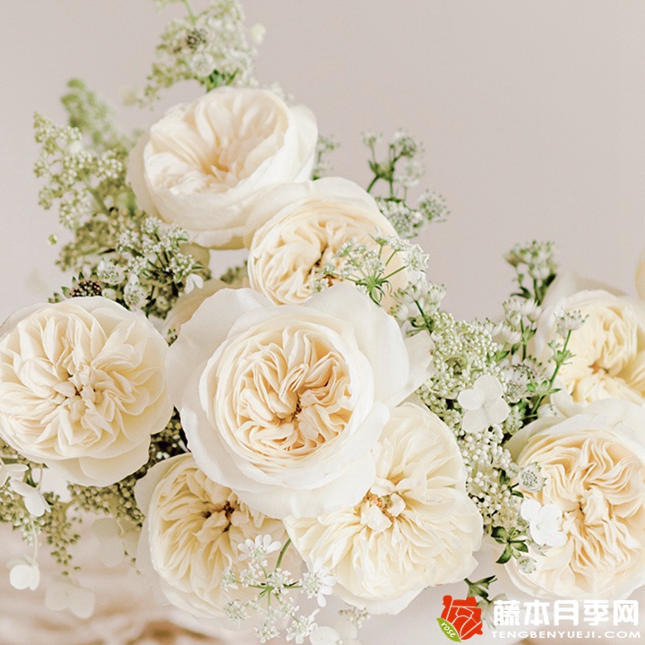 妮罗娜Leonora 妮罗娜Leonora