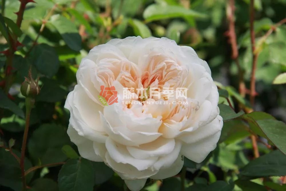格拉姆斯城堡月季 格拉姆斯城堡月季
