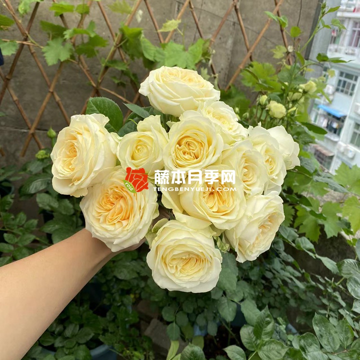 1658458842473778.jpg 奶油杯Butter Cup