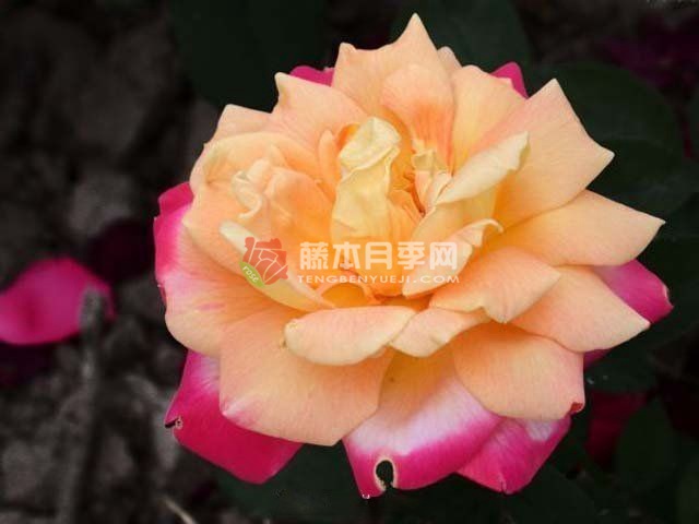 荣光月季 荣光月季