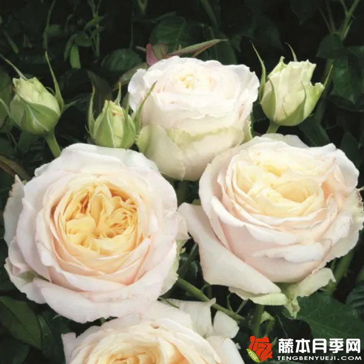 我的女孩月季 我的女孩月季