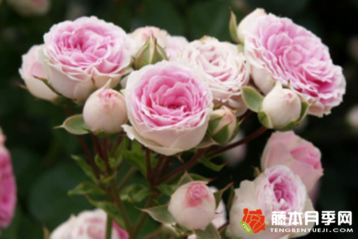 花车月季 花车月季
