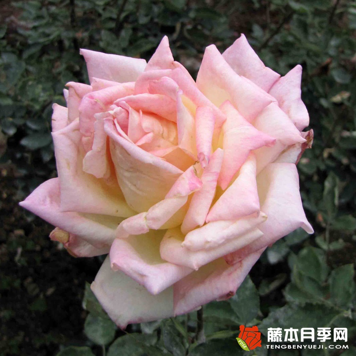 花车月季 花车月季
