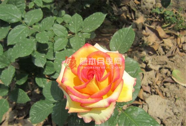 希腊之乡月季 希腊之乡月季