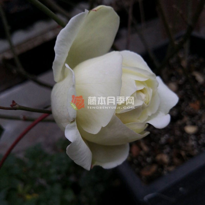伊芙白法师伯爵月季 伊芙白法师伯爵月季