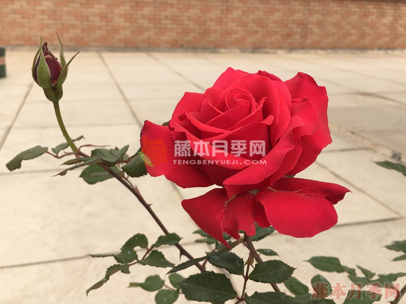 天使长米迦勒月季 天使长米迦勒月季