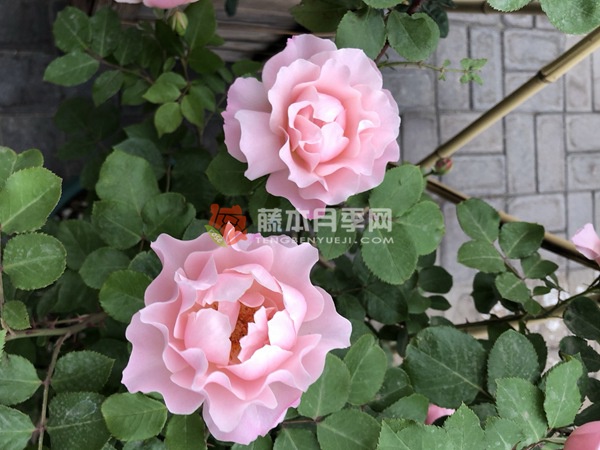 达芙妮月季 达芙妮月季