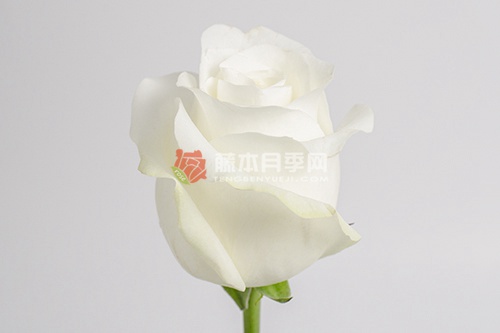 阿克多/尤美月季 阿克多/尤美月季