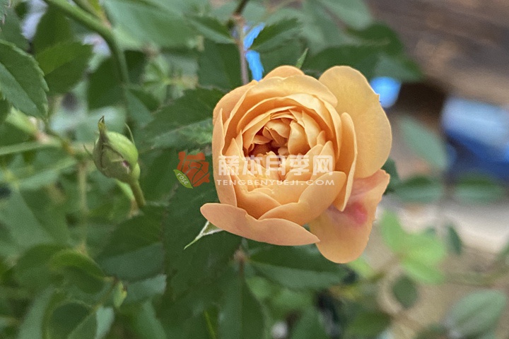 焦糖布丁月季 焦糖布丁月季