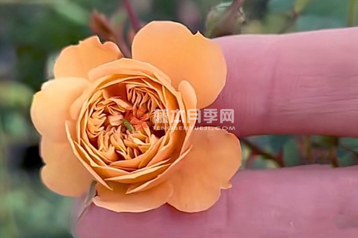 焦糖布丁月季 焦糖布丁月季