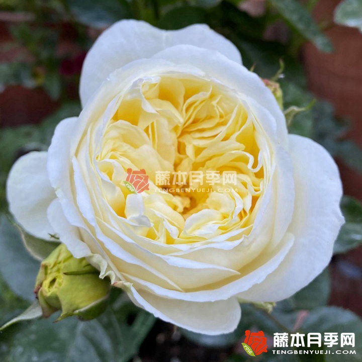 玛丽公主城堡月季 玛丽公主城堡月季