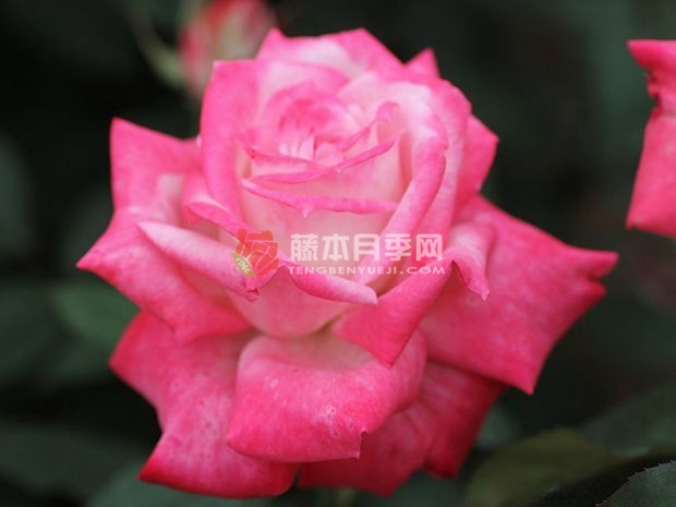 阿尔推斯75/阿尔推司75 阿尔推斯75/阿尔推司75