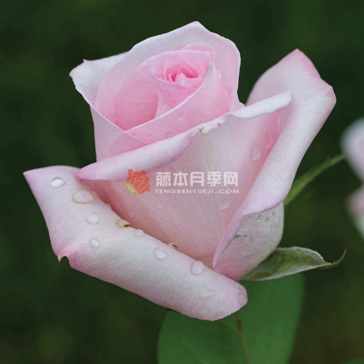 新娘之梦月季 新娘之梦月季