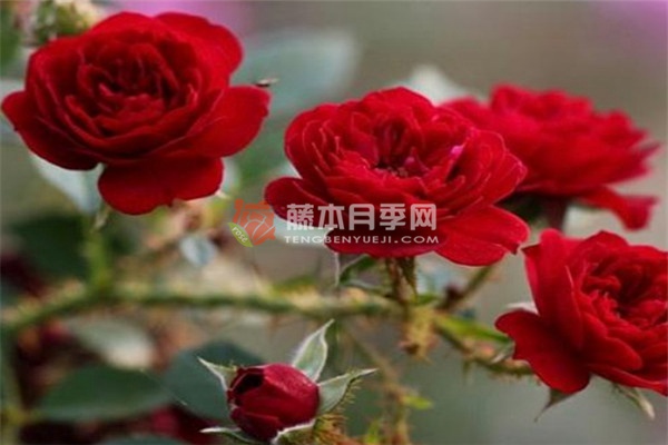 无条件的爱月季 无条件的爱月季