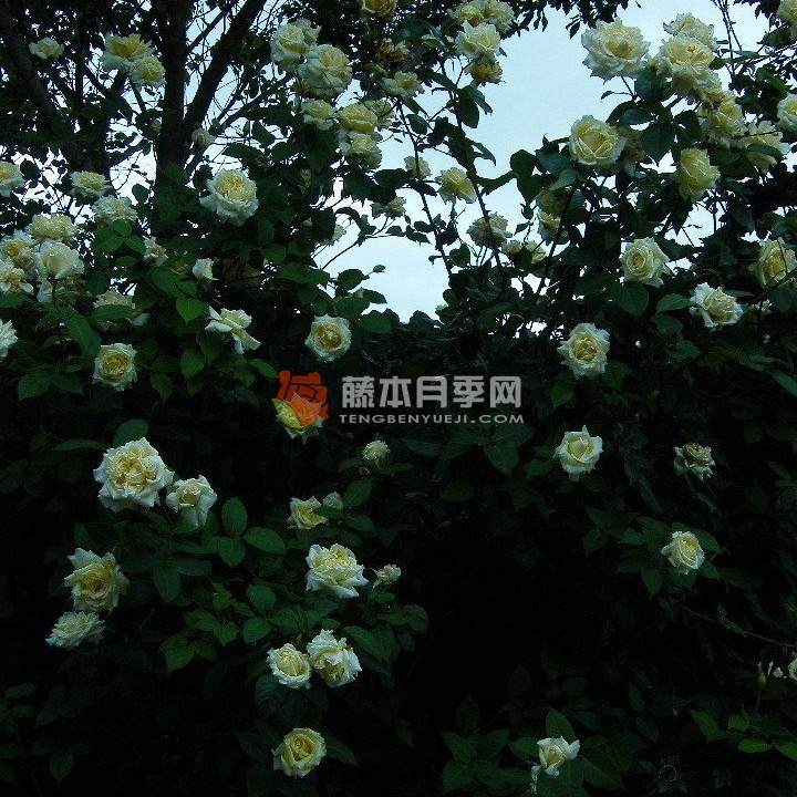 里昂之星月季 里昂之星月季