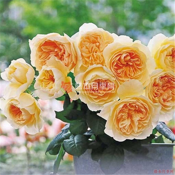 莹火虫之地月季 莹火虫之地月季