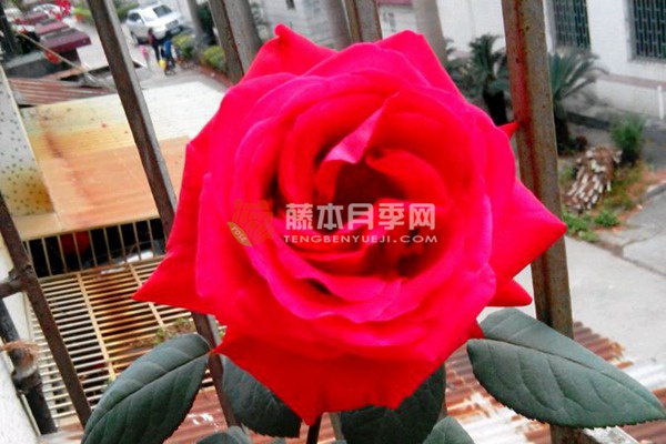 香魔/香魔84月季 香魔/香魔84月季