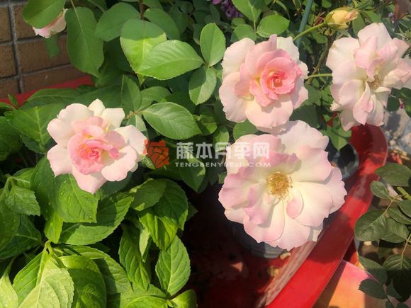 马蒂尔达/玛蒂尔达月季优缺点分析 马蒂尔达/玛蒂尔达月季优缺点分析