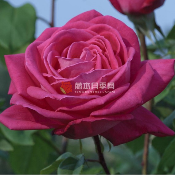 洛丽塔月季 洛丽塔月季