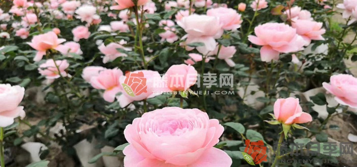 粉色月季花语是什么(粉色月季的象征寓意) 粉色月季花语是什么(粉色月季的象征寓意)
