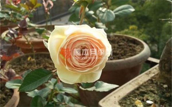 月亮女神/阿耳特弥斯月季 月亮女神/阿耳特弥斯月季