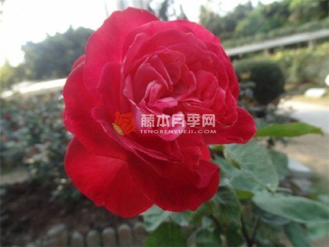 里程碑月季 里程碑月季