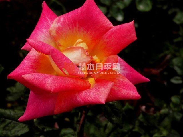 篝火月季 篝火月季