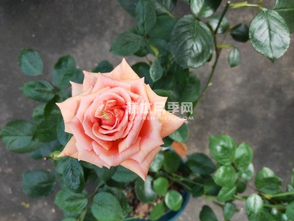 阿什拉姆月季 阿什拉姆月季