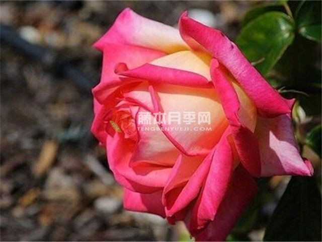 朝云/东方黎明月季 朝云/东方黎明月季