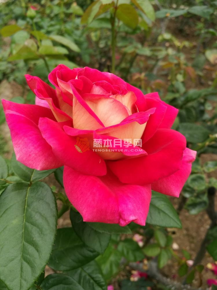 芝加哥和平月季 芝加哥和平月季