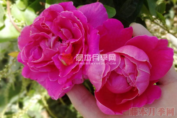 粉和平/娇娥月季 粉和平/娇娥月季