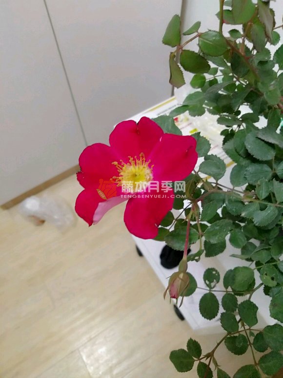 天鹅绒地毯月季 天鹅绒地毯月季优缺点分析