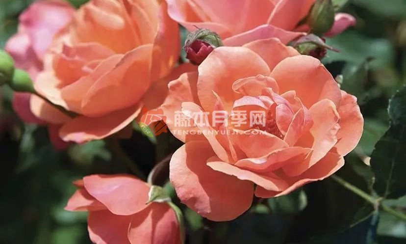 珊瑚绝代佳人月季 珊瑚绝代佳人月季