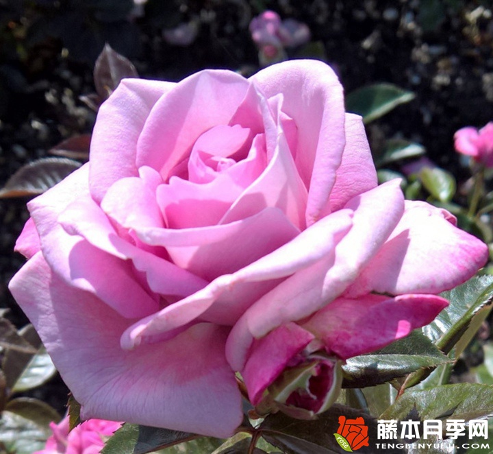 香水之吻月季 香水之吻月季