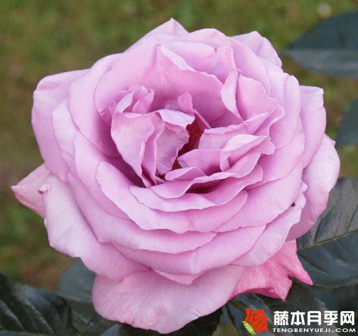 香水之吻 香水之吻