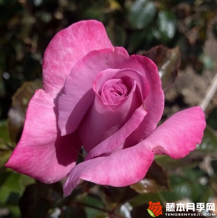 香水之吻月季 香水之吻月季