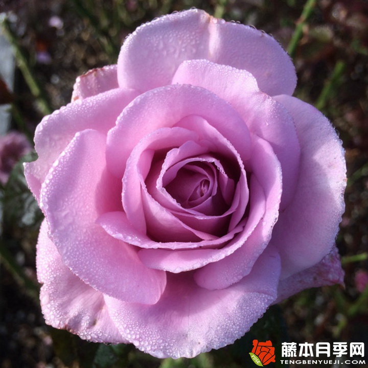 香水之吻月季 香水之吻月季