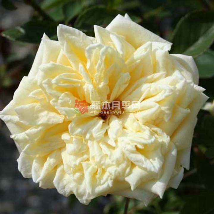 花园珍珠月季 花园珍珠月季