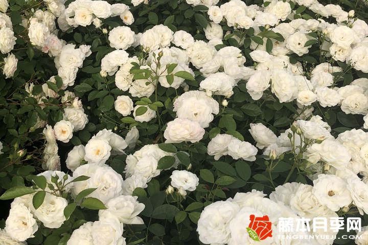 白色绒球/白色阳台月季 白色绒球/白色阳台月季