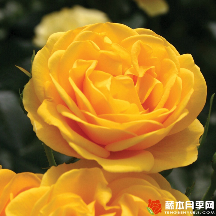 黄色绒球/阳光绒球月季 黄色绒球/阳光绒球月季