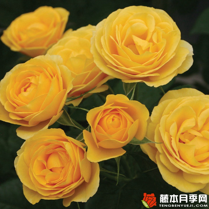 黄色绒球/阳光绒球月季 黄色绒球/阳光绒球月季