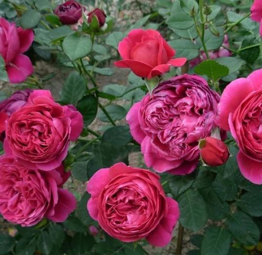 伊芙酒窖月季 伊芙酒窖月季